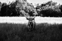 Scottish Highland Rind im Naturschutzgebiet Bünde – Stolz in Stille