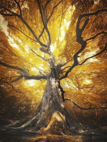 Thunderstorm par Rob Visser