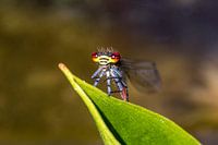 Sehen Sie sich diese Augen an