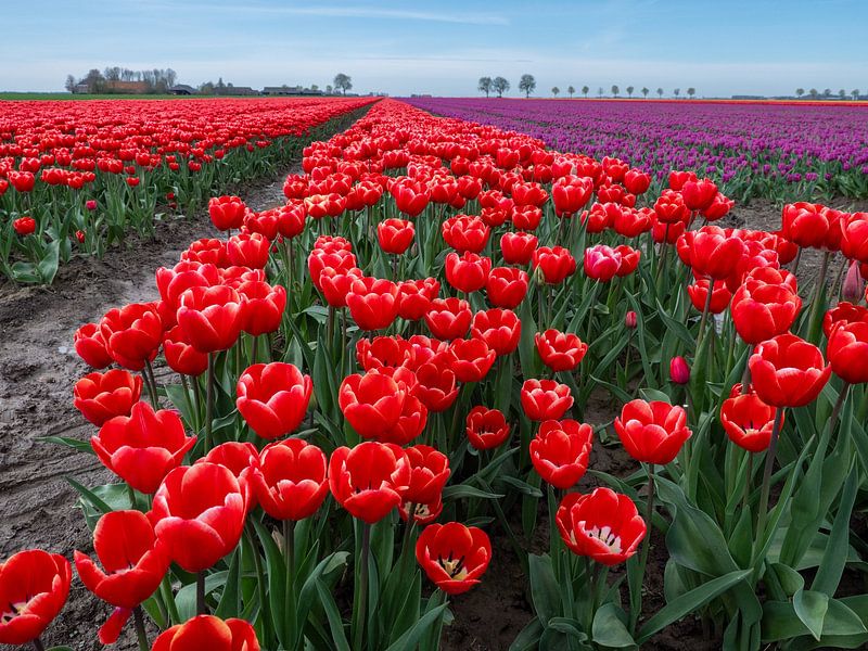 Bezaubernde Nahaufnahme: rote Tulpen in Groningen, Niederlande! von Robin Jongerden