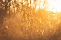 Schilf bei Sonnenuntergang