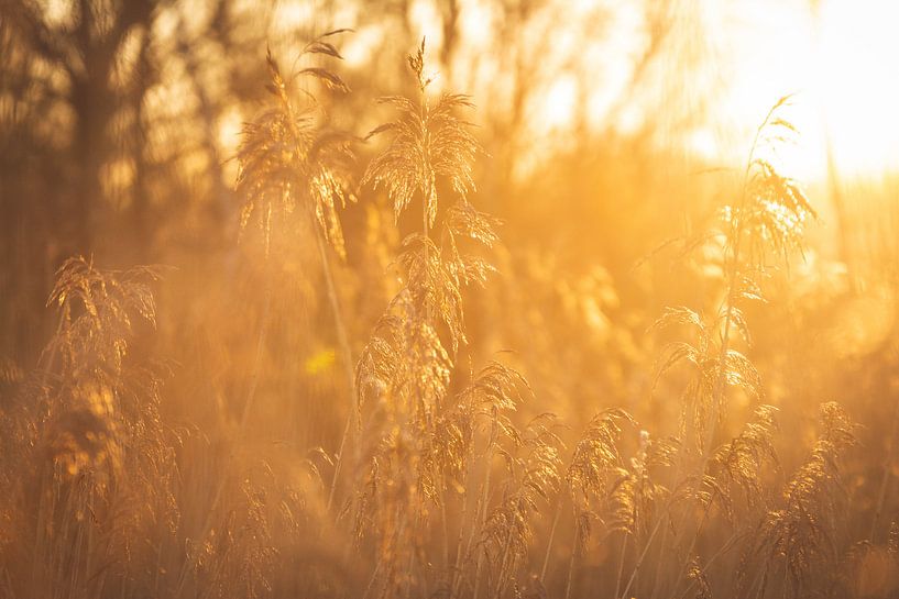 Schilf bei Sonnenuntergang von Marjolijn Barten