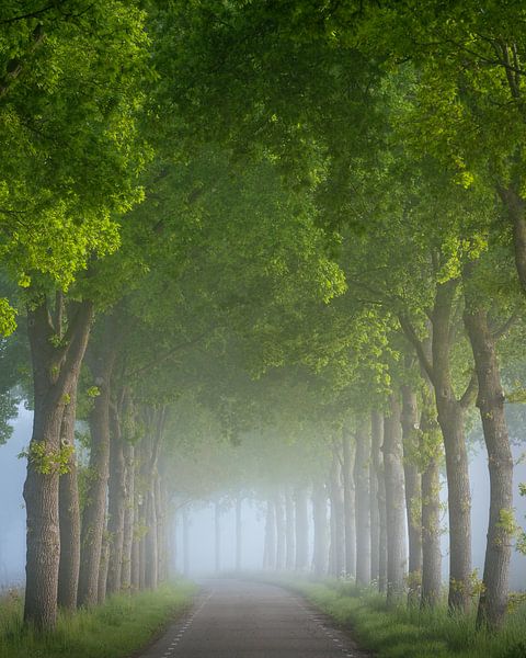 Des arbres dans le brouillard | Photo de paysage au printemps par Marijn Alons