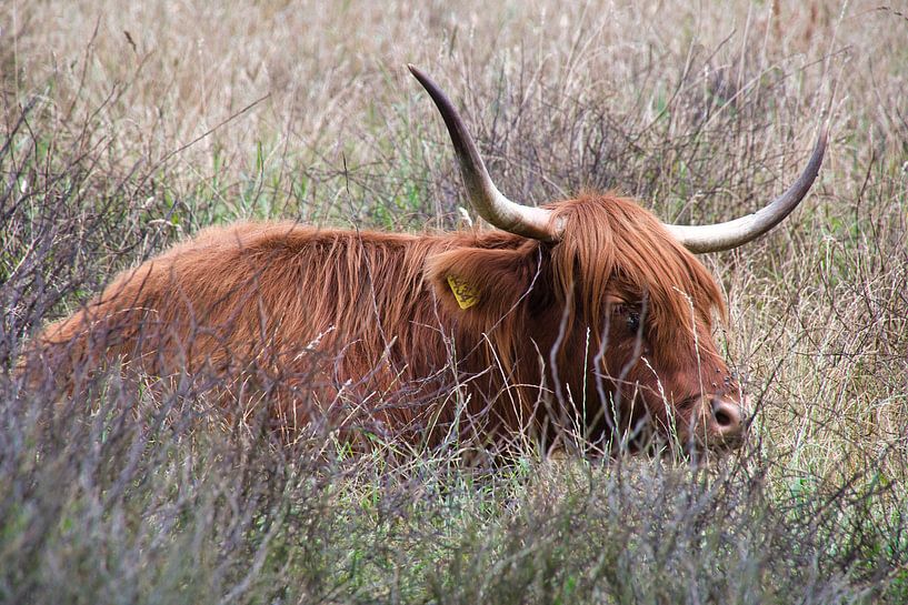 Le Highlander écossais se détend par Jolanda de Jong-Jansen