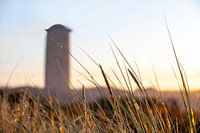 Nahaufnahme von Strandhafer in Domburg