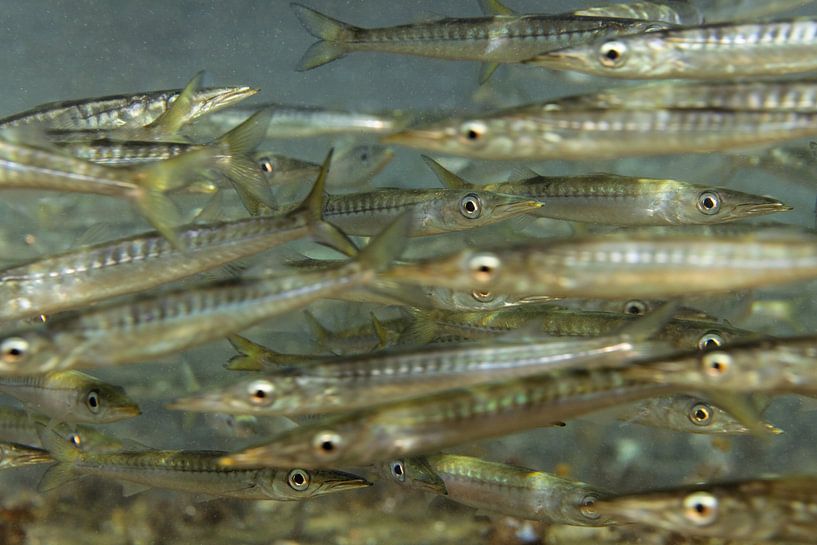 School of baby barracuda canary islands by Arthur de Bruin