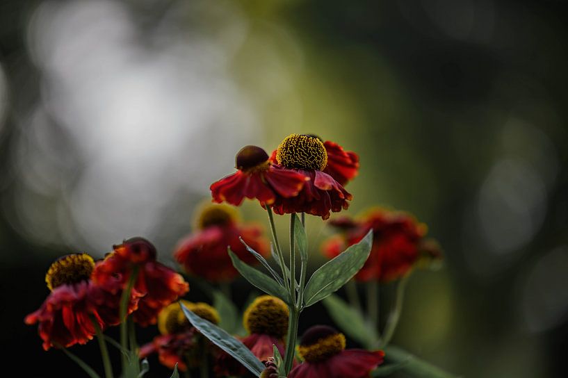 helenium von Tania Perneel