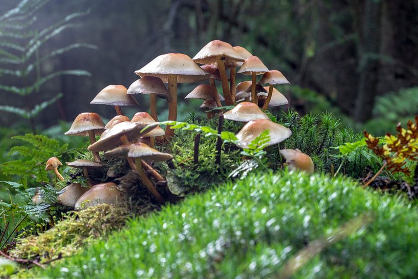 Pilzdorf von robertjan boonstra