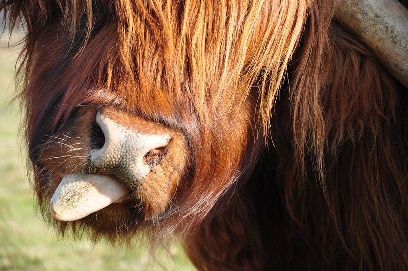 tong van een schotse hooglander by Marten Wieringa