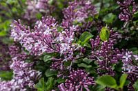 Busch mit Zweigen der purpurrot gefärbten, duftenden Frühlingsblumen und Blütenknospen des Flieders