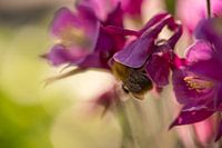 Akkerhommel in Akelei