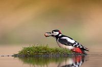 great spotted woodpecker