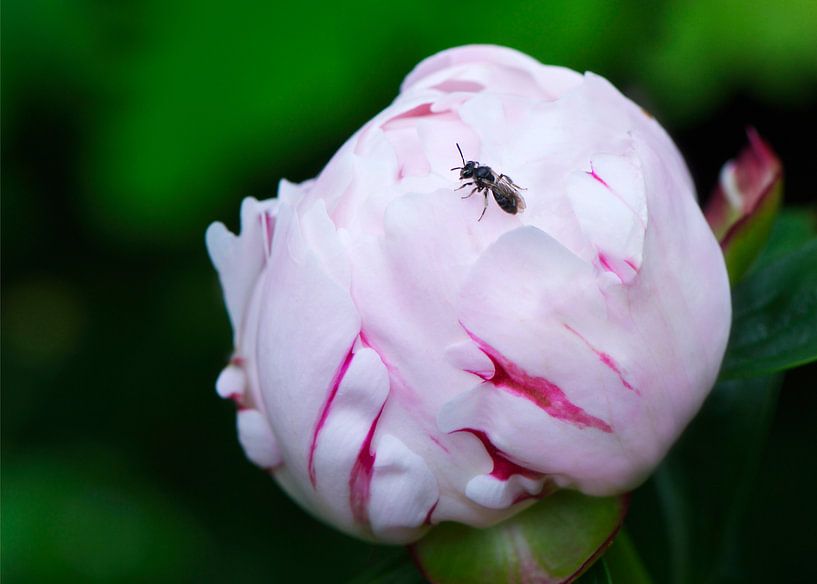 Pioenroos met insekt by Ina Hölzel