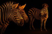 Zebra's