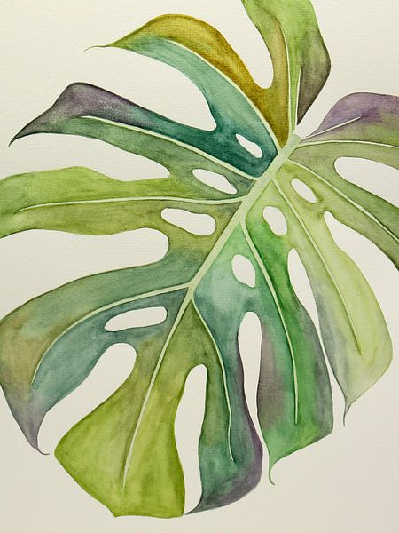 The variegated Philodendron Monstera 3 of 3 (watercolor painting flowers green houseplant nature jun by Natalie Bruns