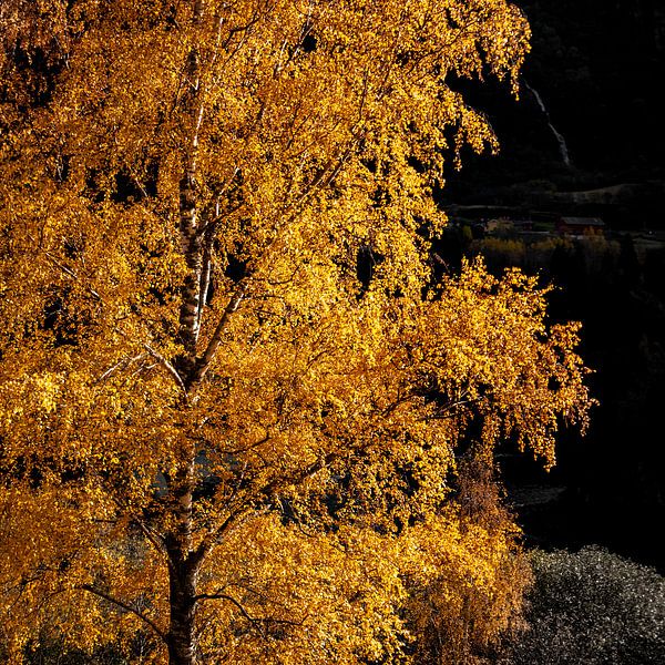 Baum aus Gold von Twan van Vugt