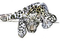 Arabischer Leopard