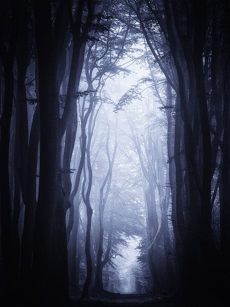 Kalte Flamme von Tvurk Photography