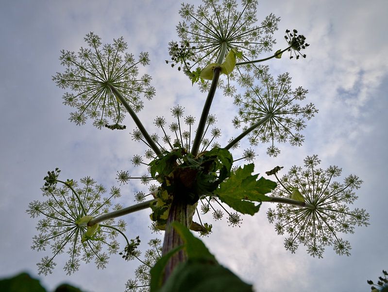Bereklauw by Johan Vet