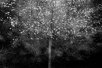 Under the flowers, silence