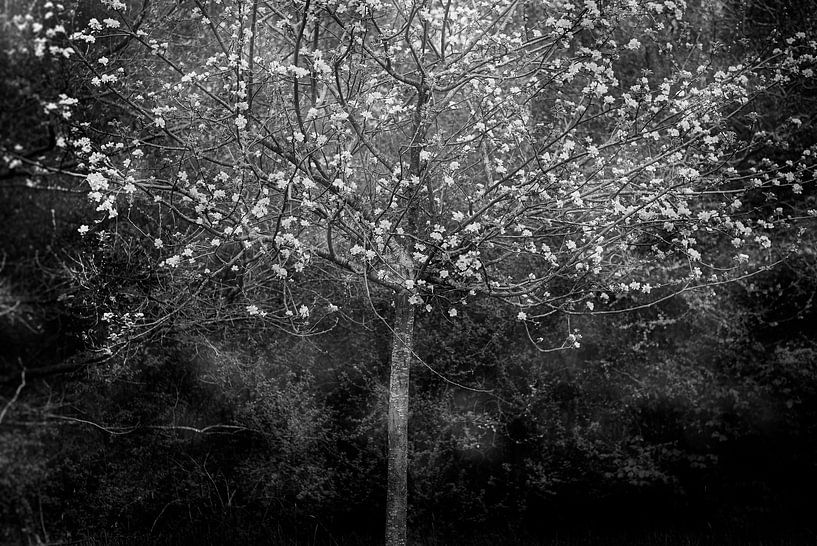 Under the flowers, silence by Cecile Quenum