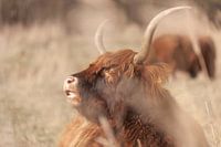 Schottischer Highlander in der Wintersonne