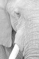 Les yeux dans les yeux