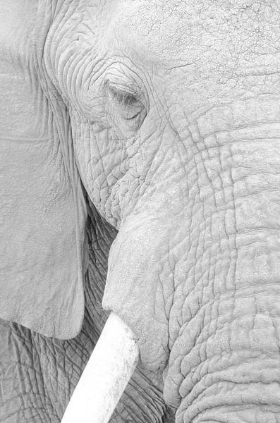 Les yeux dans les yeux par Jeroen Kleverwal