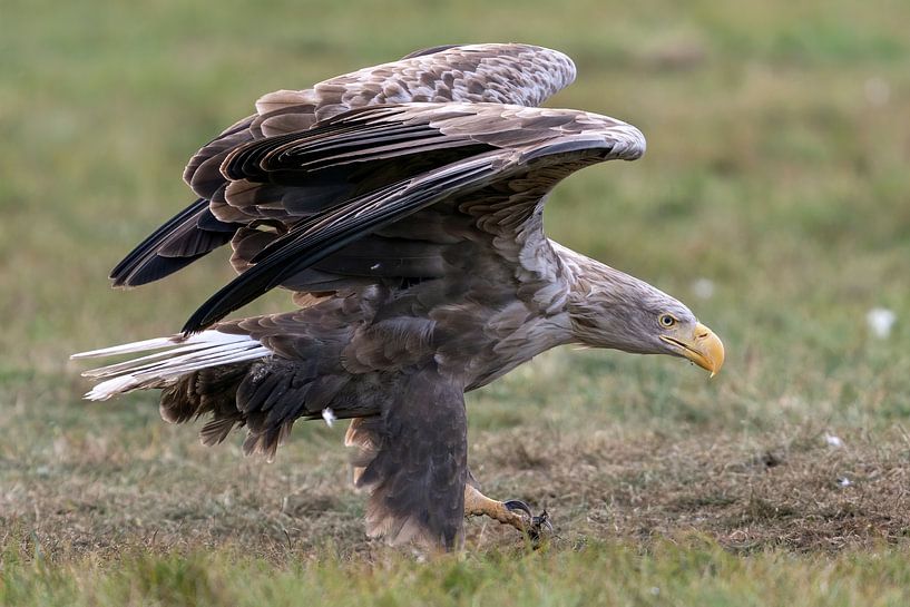 Gandalf le Pygargue à tête blanche par Bob de Bruin