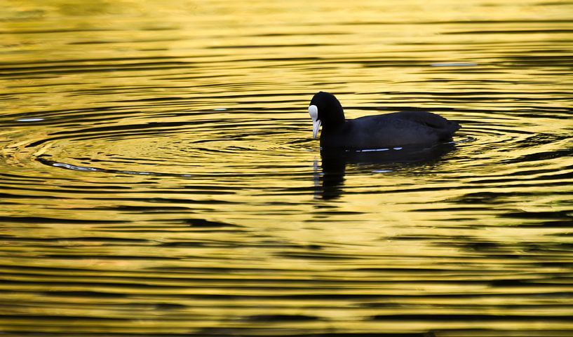Foulque aux couleurs de l'automne par Danny Slijfer Natuurfotografie