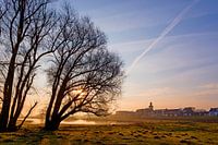 Wilgen in de uiterwaard tijdens het gouden uurtje