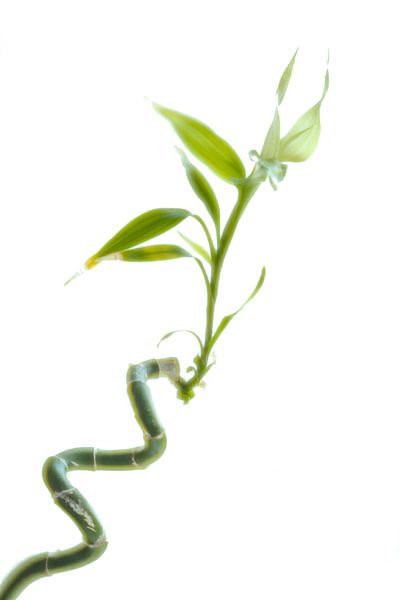 Dracaena sanderiana oder Glücksbambus. von Pieter van Roijen