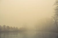 Awakening trees in the morning light. Monochrome.