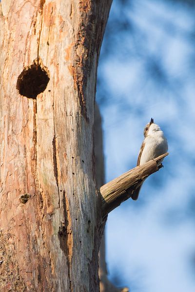 Le gobe-mouches pie par Danny Slijfer Natuurfotografie