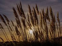 Ornamental grass against the background of the rising sun.