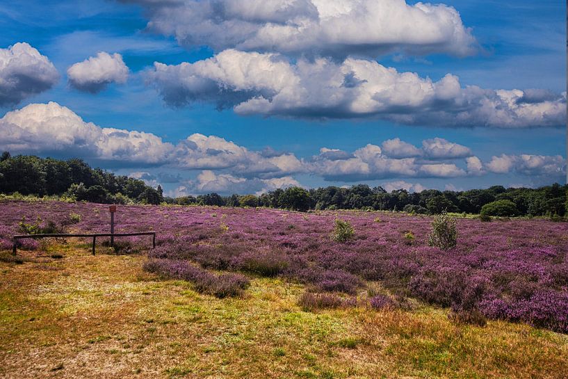 Dolmens et landes fleuries en Drenthe. par Brian Morgan