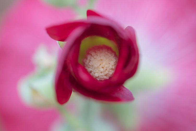 Hollyhock von Moetwil en van Dijk - Fotografie