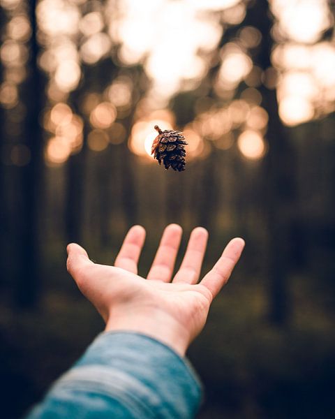 Schwimmende Tannenzapfen von Wahid Fayumzadah