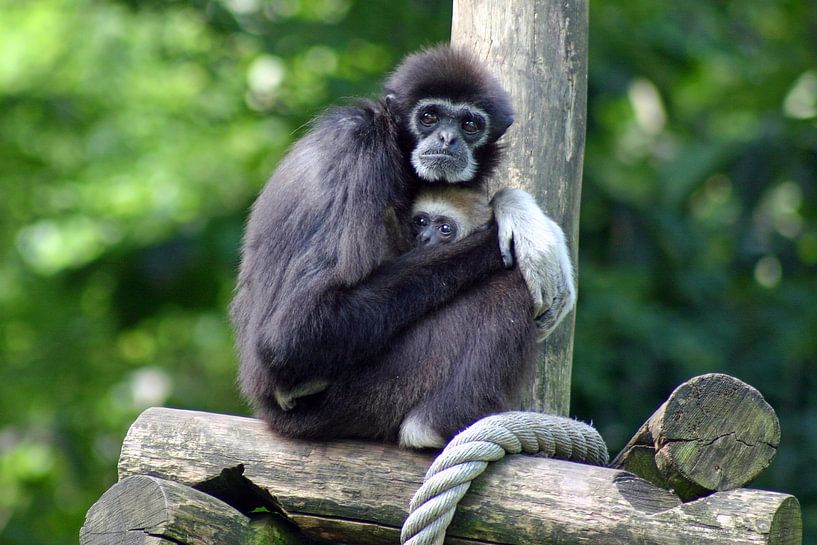 Bescherming von san image