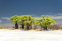 Baines Baobabs