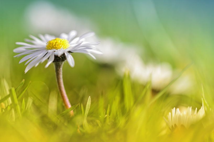 Absolutely love....  by Bob Daalder