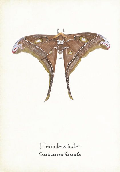 Papillon d'Hercule par Jasper de Ruiter