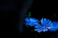 Chicory Flower LowKey