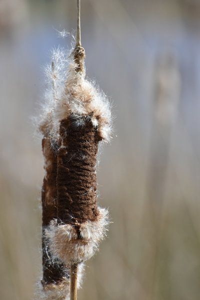 the cigar by Marvin Van Haasen
