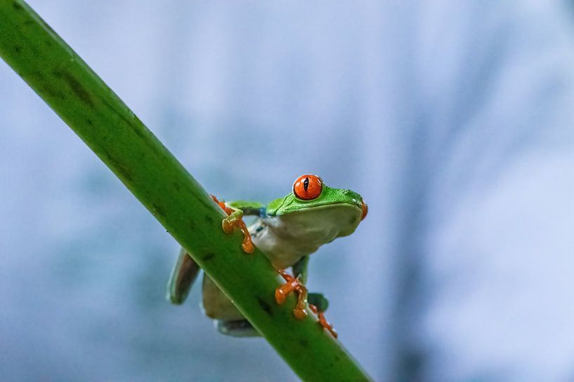 Rainette aux yeux rouges par Mirjam Welleweerd
