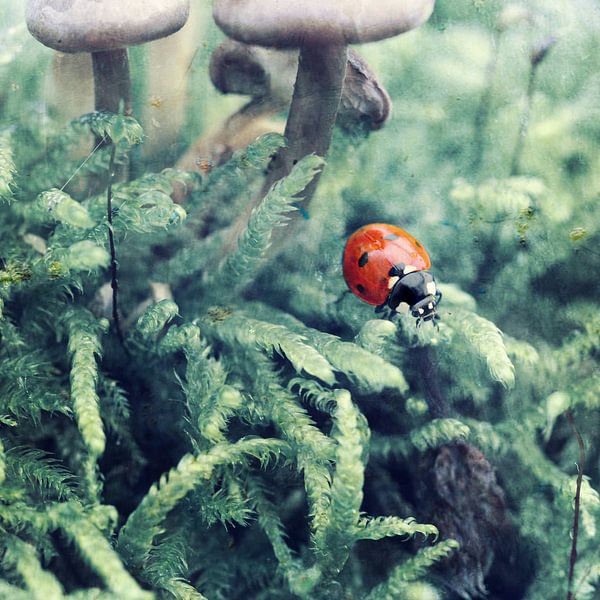 Glückskäfer 1 par Heike Hultsch