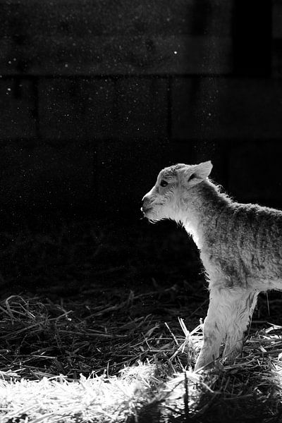 Neugeborenes Lamm sucht die Sonnenstrahlen auf von Danai Kox Kanters