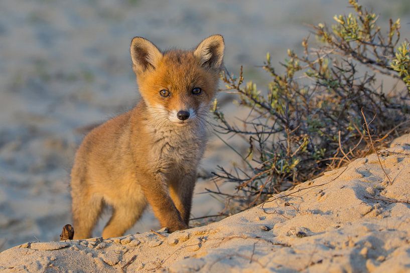 Jeune renard par Jan-Willem Mantel