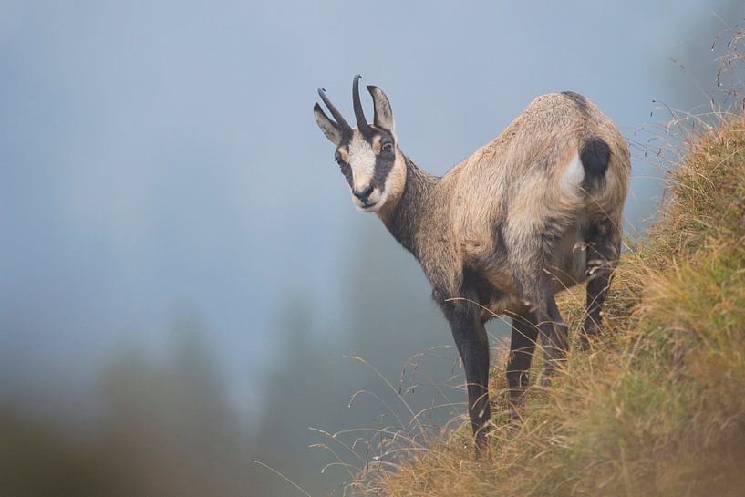 Chamois / Alpine chamois ( Rupicapra rupicapra ) watching back over its shoulder, stands at a steep  by wunderbare Erde