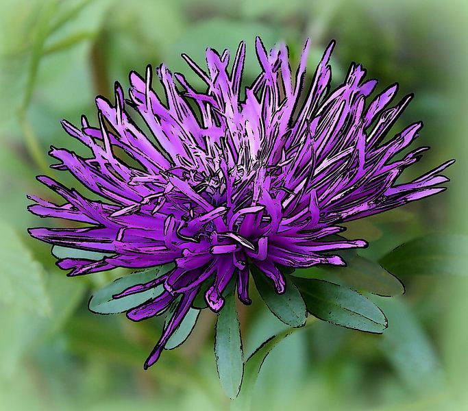 Chrysantheme von Jose Lok